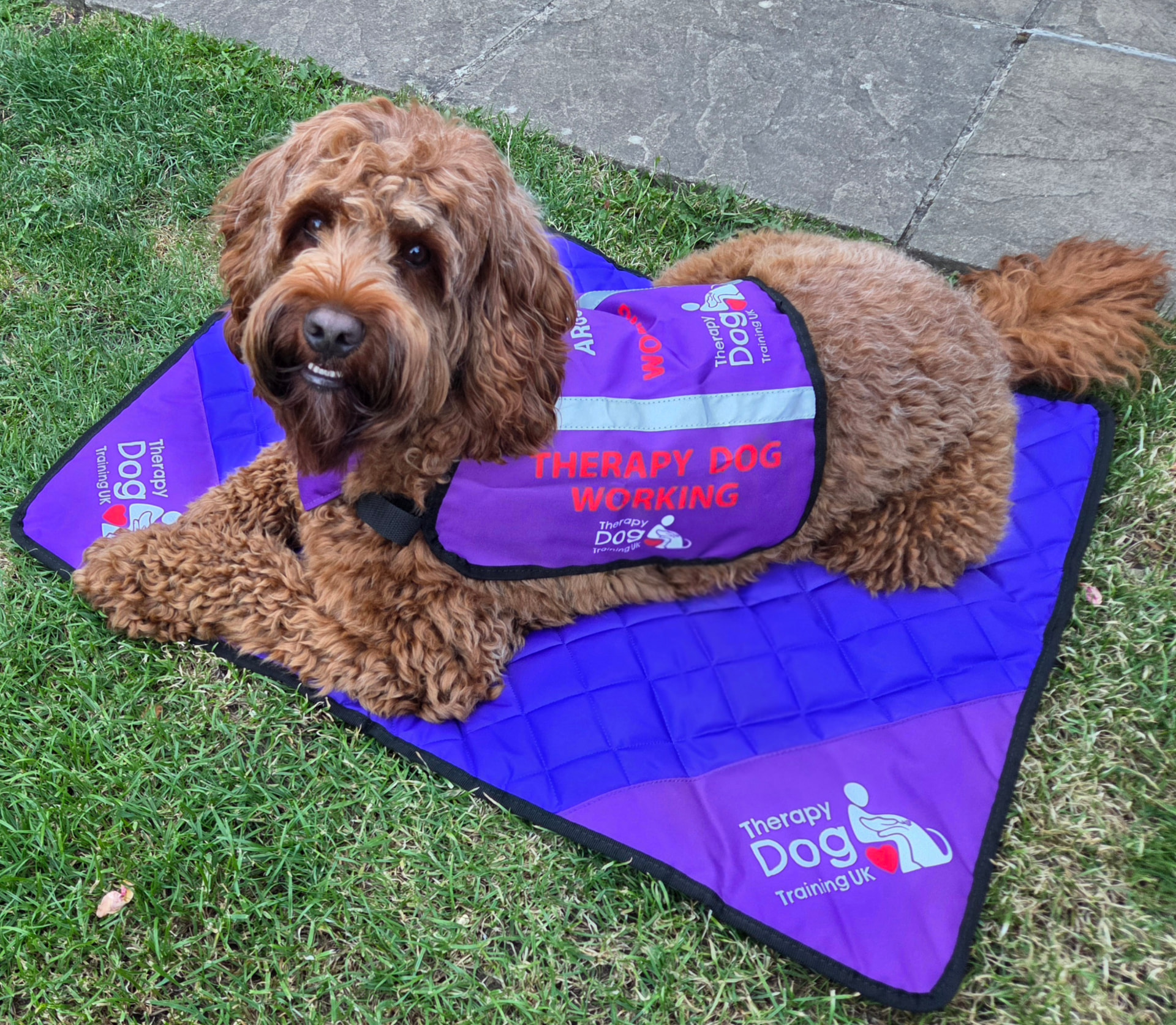 Argo, our therapy dog, resting on his mat wearing his purple Therapy Dog Training UK 'Therapy Dog Working' jacket