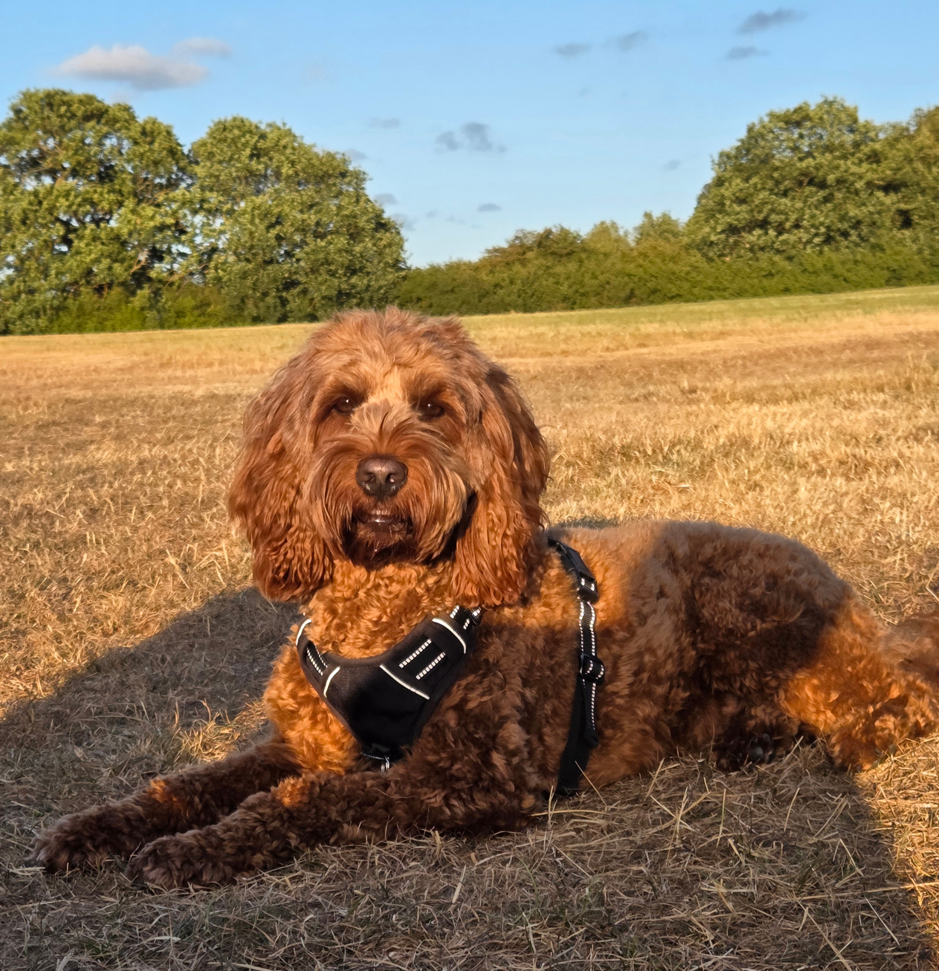 Argo, a red cockapoo, lying calmly in a sunlit field