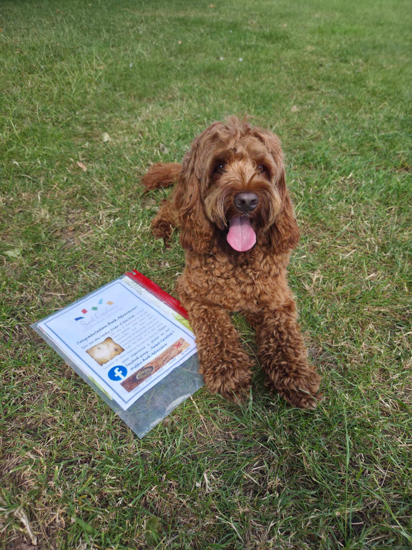 Argo lying on grass beside a wrapped book adventure pack, looking up at the camera